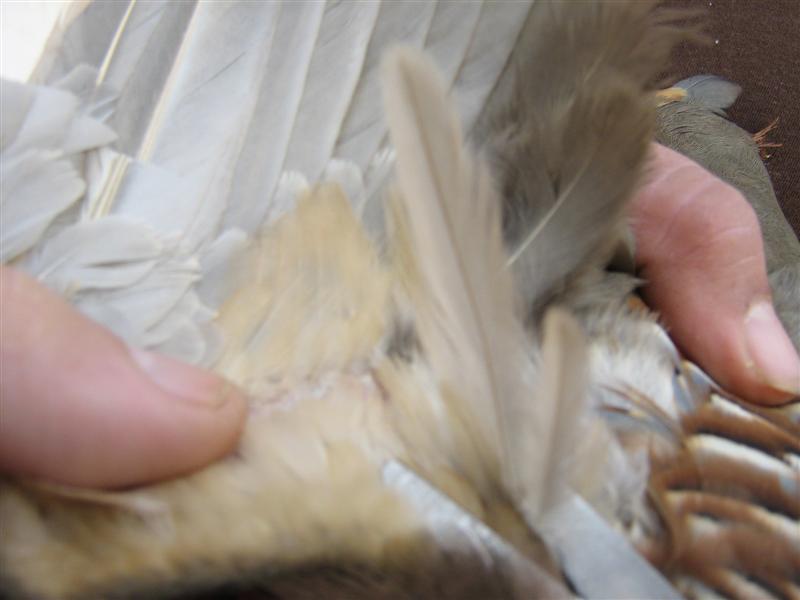 Recorte de las plumas de la cola